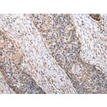 Immunohistochemistry - MRPS30 Antibody from Signalway Antibody (43042) - Antibodies.com