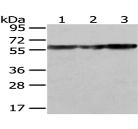 ATP5A1 Antibody from Signalway Antibody (43046) - Antibodies.com