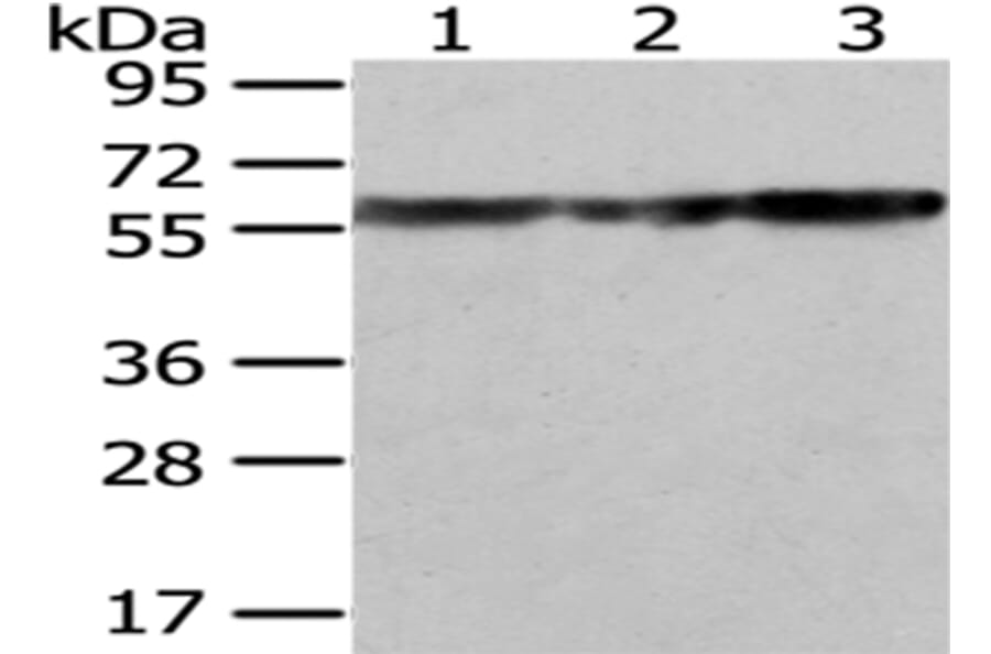ATP5A1 Antibody from Signalway Antibody (43046) - Antibodies.com