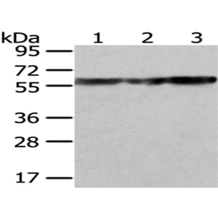 ATP5A1 Antibody from Signalway Antibody (43046) - Antibodies.com