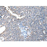 Immunohistochemistry - ATP5A1 Antibody from Signalway Antibody (43046) - Antibodies.com