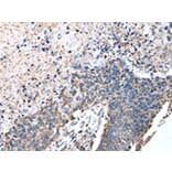 Immunohistochemistry - ATP5A1 Antibody from Signalway Antibody (43046) - Antibodies.com