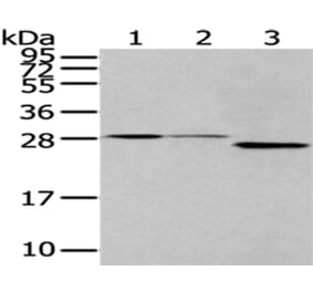 EEF1B2 Antibody from Signalway Antibody (43073) - Antibodies.com