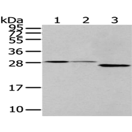 EEF1B2 Antibody from Signalway Antibody (43073) - Antibodies.com