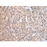 Immunohistochemistry - EEF1B2 Antibody from Signalway Antibody (43073) - Antibodies.com