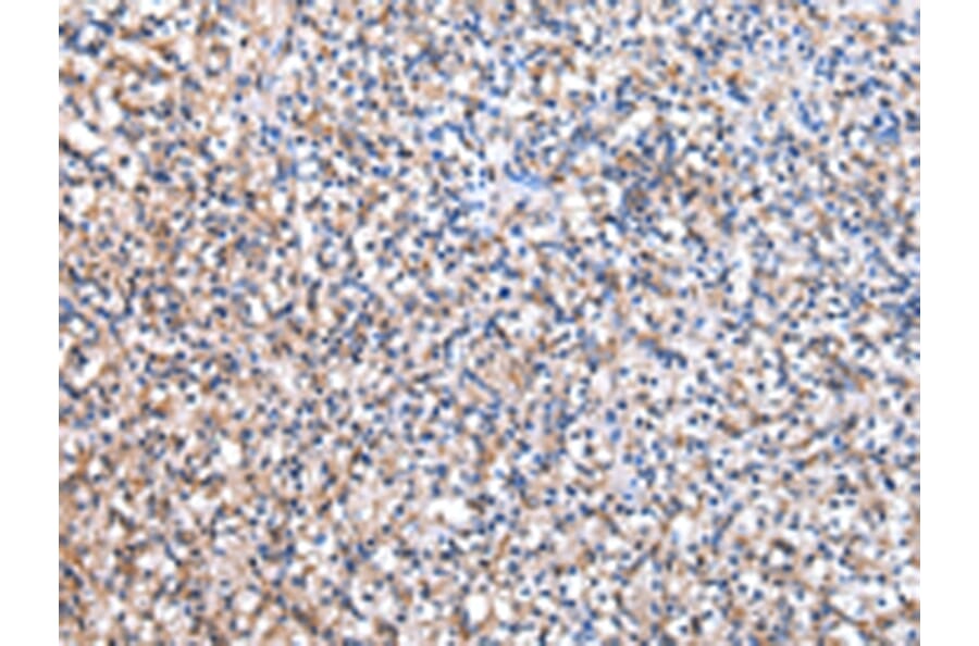 Immunohistochemistry - EEF1B2 Antibody from Signalway Antibody (43073) - Antibodies.com