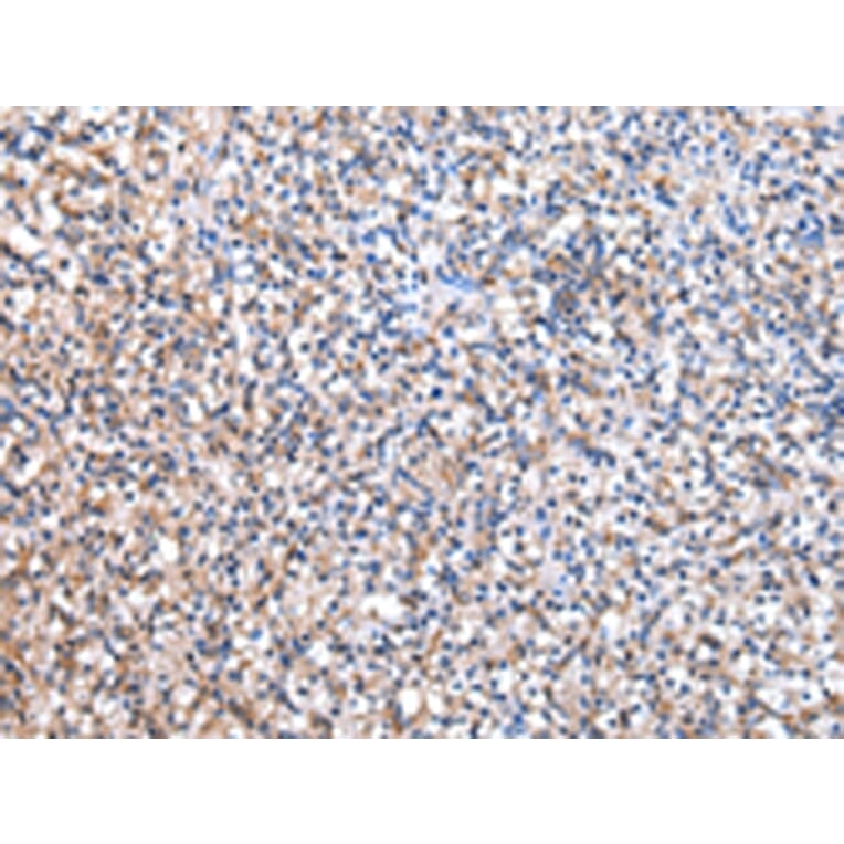 Immunohistochemistry - EEF1B2 Antibody from Signalway Antibody (43073) - Antibodies.com