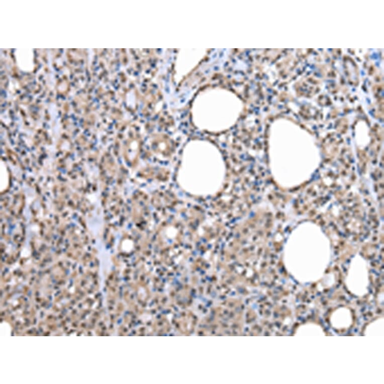 Immunohistochemistry - PRPF19 Antibody from Signalway Antibody (43084) - Antibodies.com
