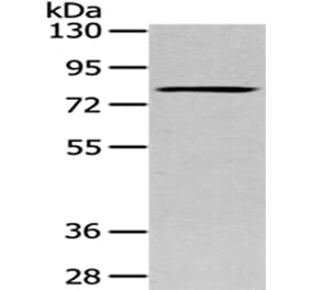 SETMAR Antibody from Signalway Antibody (43086) - Antibodies.com