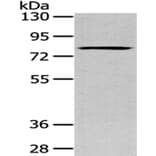 SETMAR Antibody from Signalway Antibody (43086) - Antibodies.com