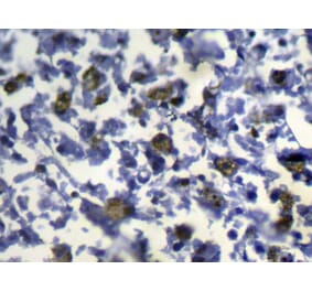 Immunohistochemistry - SLC8B1 Antibody from Signalway Antibody (43144) - Antibodies.com