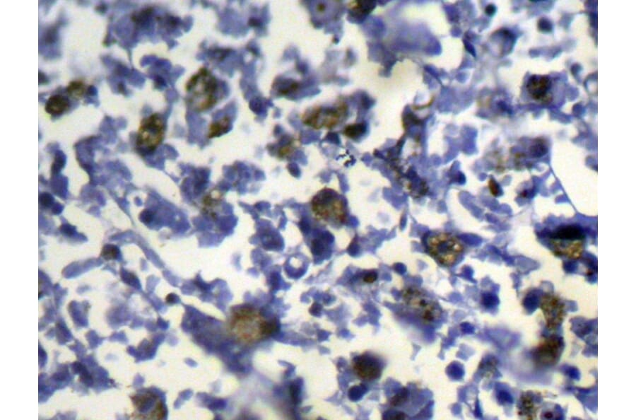 Immunohistochemistry - SLC8B1 Antibody from Signalway Antibody (43144) - Antibodies.com