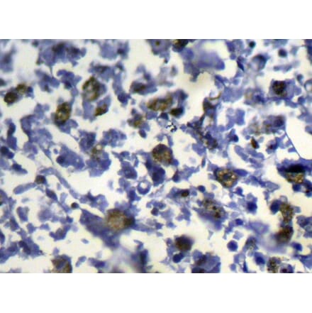 Immunohistochemistry - SLC8B1 Antibody from Signalway Antibody (43144) - Antibodies.com