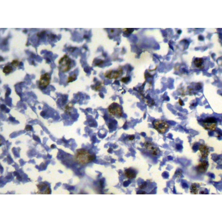 Immunohistochemistry - SLC8B1 Antibody from Signalway Antibody (43144) - Antibodies.com