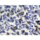 Immunohistochemistry - SLC8B1 Antibody from Signalway Antibody (43144) - Antibodies.com