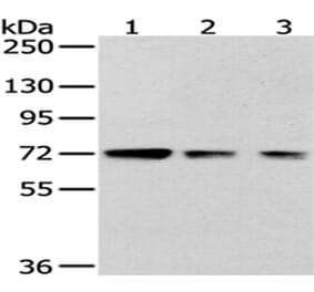 HNRNPM Antibody from Signalway Antibody (43188) - Antibodies.com