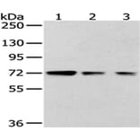 HNRNPM Antibody from Signalway Antibody (43188) - Antibodies.com
