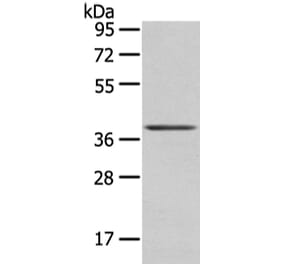 WNT10A Antibody from Signalway Antibody (43194) - Antibodies.com