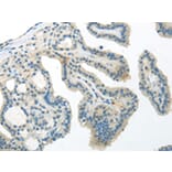 Immunohistochemistry - WNT10A Antibody from Signalway Antibody (43194) - Antibodies.com