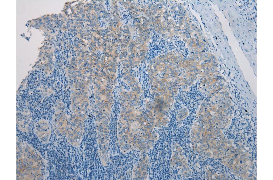 Immunohistochemistry - CLDN25 Antibody from Signalway Antibody (43254) - Antibodies.com