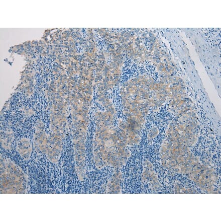 Immunohistochemistry - CLDN25 Antibody from Signalway Antibody (43254) - Antibodies.com