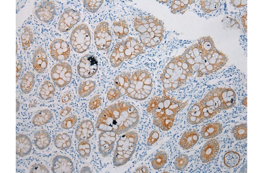 Immunohistochemistry - CLDN25 Antibody from Signalway Antibody (43254) - Antibodies.com