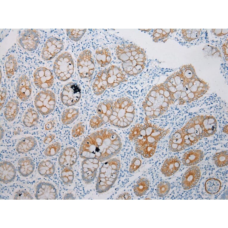 Immunohistochemistry - CLDN25 Antibody from Signalway Antibody (43254) - Antibodies.com