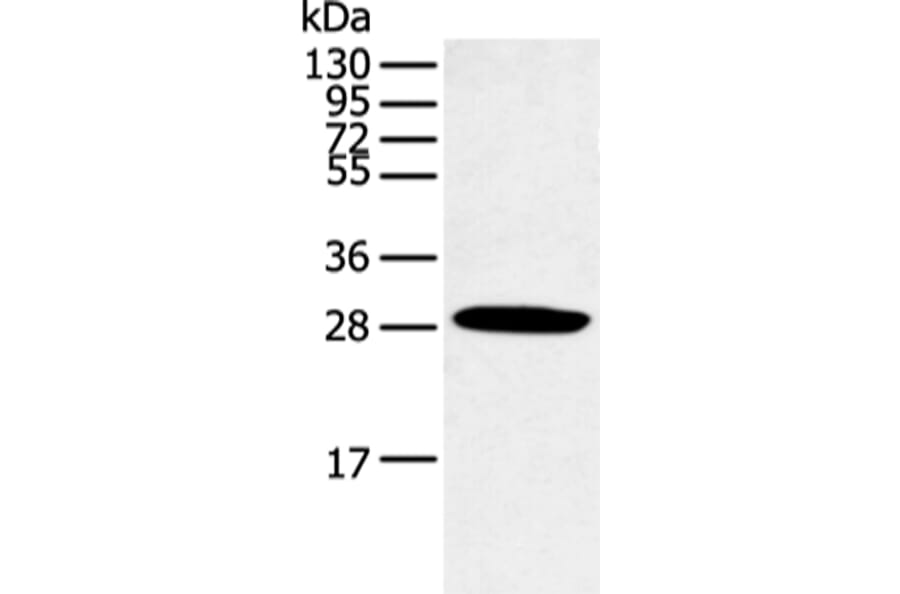 CLDN25 Antibody from Signalway Antibody (43254) - Antibodies.com