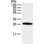 CLDN25 Antibody from Signalway Antibody (43254) - Antibodies.com