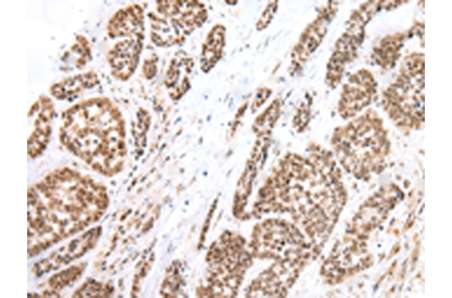 Immunohistochemistry - FOXG1 Antibody from Signalway Antibody (43265) - Antibodies.com