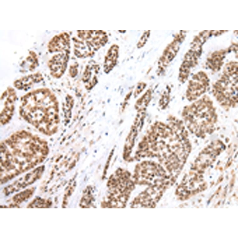 Immunohistochemistry - FOXG1 Antibody from Signalway Antibody (43265) - Antibodies.com