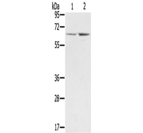 STXBP1 Antibody from Signalway Antibody (43334) - Antibodies.com