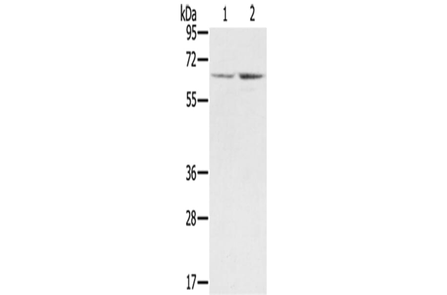 STXBP1 Antibody from Signalway Antibody (43334) - Antibodies.com