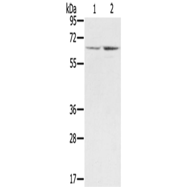 STXBP1 Antibody from Signalway Antibody (43334) - Antibodies.com