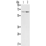 STXBP1 Antibody from Signalway Antibody (43334) - Antibodies.com