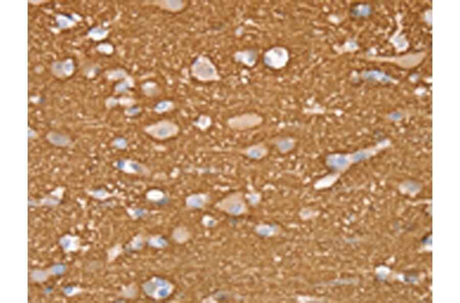 Immunohistochemistry - STXBP1 Antibody from Signalway Antibody (43334) - Antibodies.com