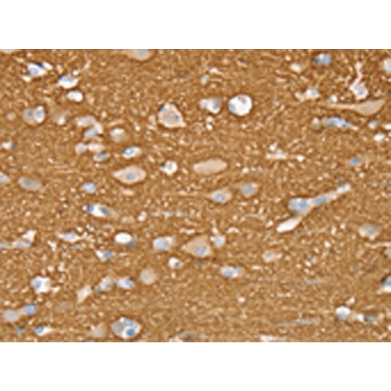 Immunohistochemistry - STXBP1 Antibody from Signalway Antibody (43334) - Antibodies.com