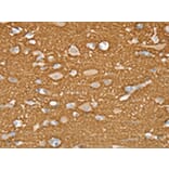 Immunohistochemistry - STXBP1 Antibody from Signalway Antibody (43334) - Antibodies.com
