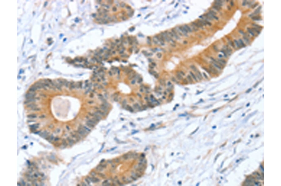 Immunohistochemistry - STXBP1 Antibody from Signalway Antibody (43334) - Antibodies.com