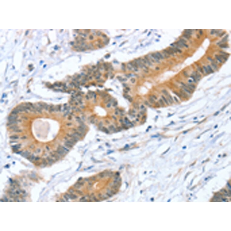 Immunohistochemistry - STXBP1 Antibody from Signalway Antibody (43334) - Antibodies.com