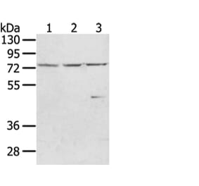 WRAP53 Antibody from Signalway Antibody (43348) - Antibodies.com