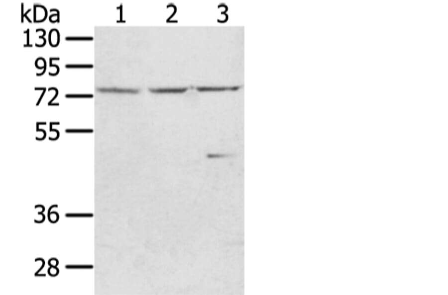 WRAP53 Antibody from Signalway Antibody (43348) - Antibodies.com