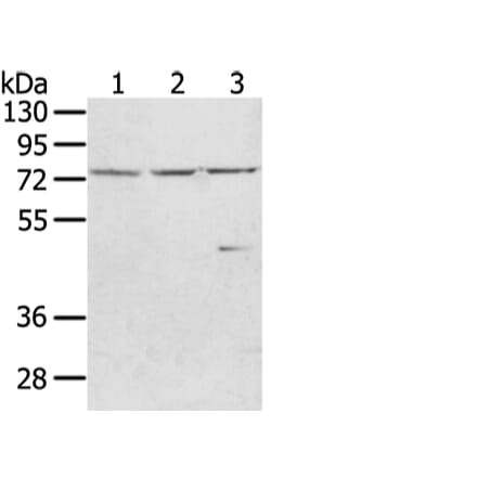 WRAP53 Antibody from Signalway Antibody (43348) - Antibodies.com