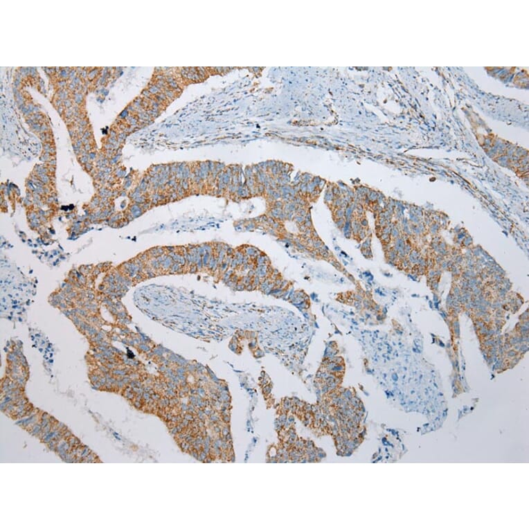 Immunohistochemistry - NDUFB6 Antibody from Signalway Antibody (43351) - Antibodies.com