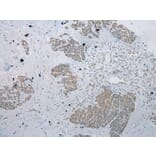 Immunohistochemistry - RPL35A Antibody from Signalway Antibody (43356) - Antibodies.com
