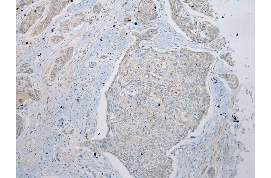 Immunohistochemistry - RPL35A Antibody from Signalway Antibody (43356) - Antibodies.com