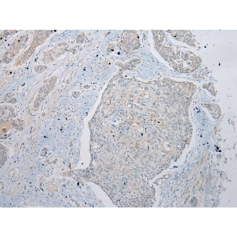 Immunohistochemistry - RPL35A Antibody from Signalway Antibody (43356) - Antibodies.com
