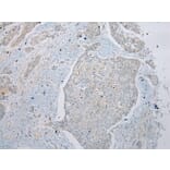Immunohistochemistry - RPL35A Antibody from Signalway Antibody (43356) - Antibodies.com