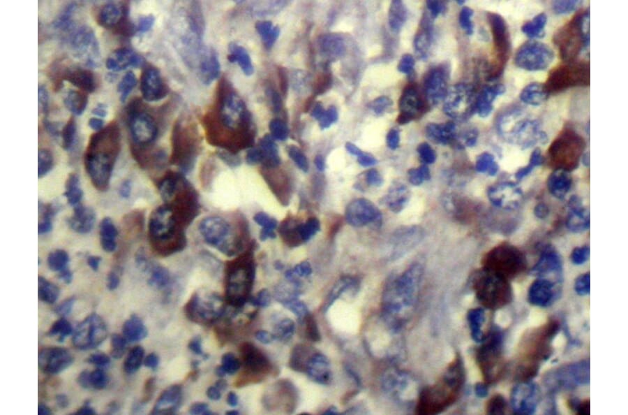 Immunohistochemistry - CARTPT Antibody from Signalway Antibody (43358) - Antibodies.com