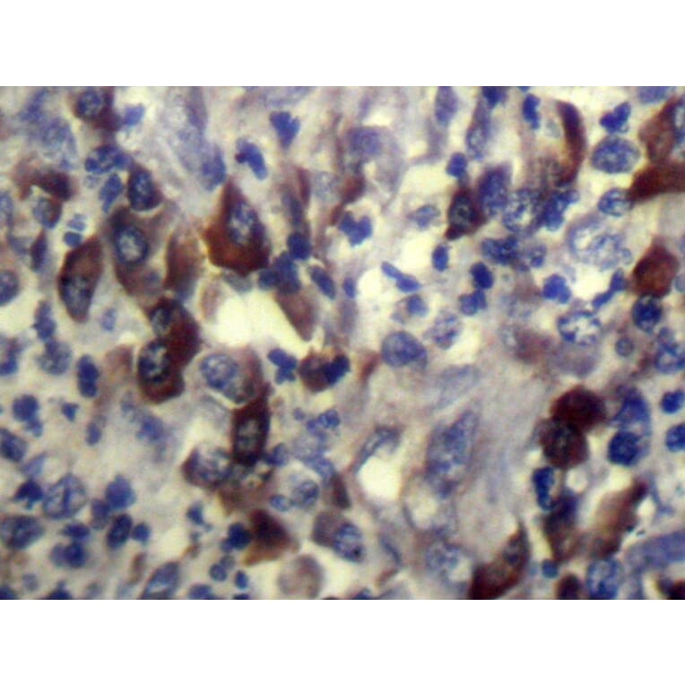 Immunohistochemistry - CARTPT Antibody from Signalway Antibody (43358) - Antibodies.com